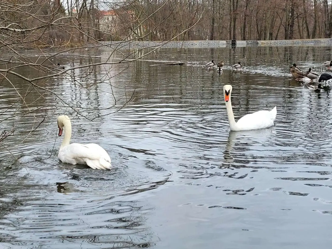 Kotrmelína z Motola. Labuť, které záchranná stanice pomáhala už podruhé