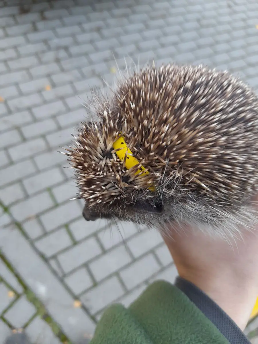 Ježek, kterého škrtil kroužek z víčka od PET lahve